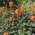 Dahlia Decorative David Howard