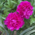 Peony Lactiflora Karl Rosenfield (Fall)