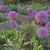 Allium Giant Gladiator