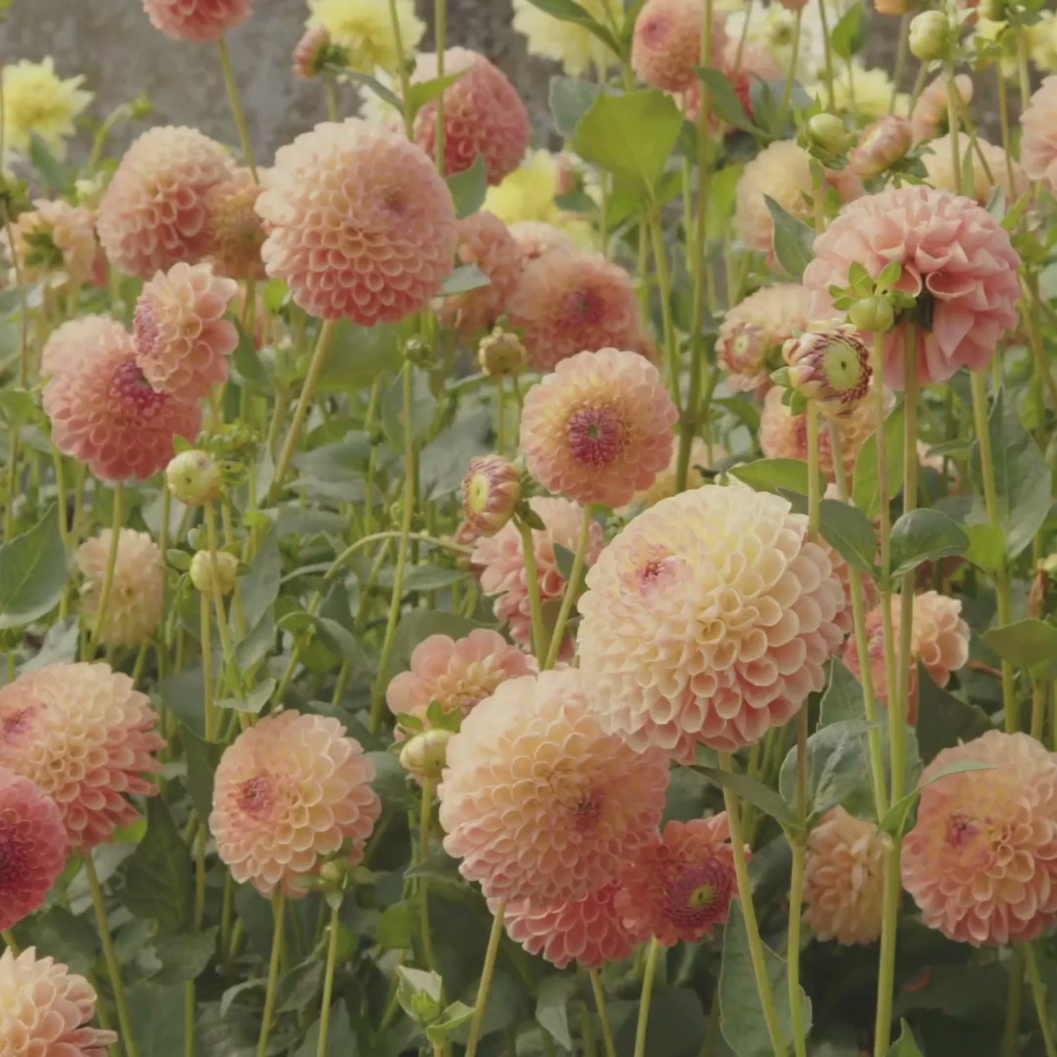 Dahlia Ball Jowey Nicky - 2 tuber clumps - Longfield Gardens