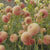 Dahlia Ball Jowey Nicky