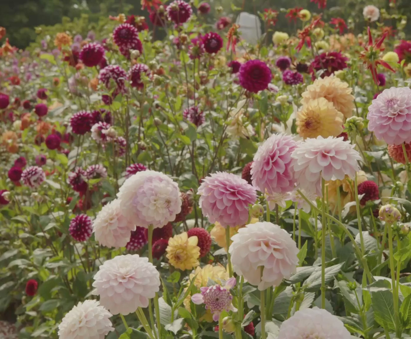 デイリーディッシュ Dahlia Dinnerplate Berry Spritz Collection - 6 tuber clumps