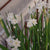 Daffodil Tazetta Ziva Paperwhites