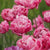 Tulip Double Late Aveyron