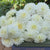 Dahlia Decorative Snow Cap