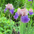 Bearded Iris Florentine Silk