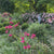 Lily Asiatic Pink Flight (Spring)