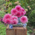Dahlia Dinnerplate Otto's Thrill