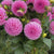 Dahlia Ball Stolze Von Berlin