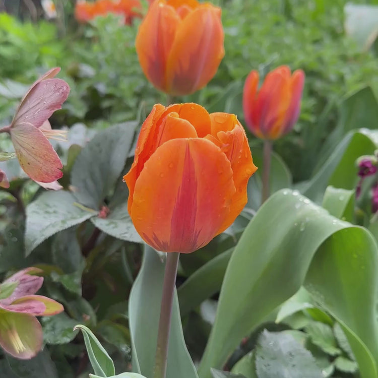 Longfield Gardens