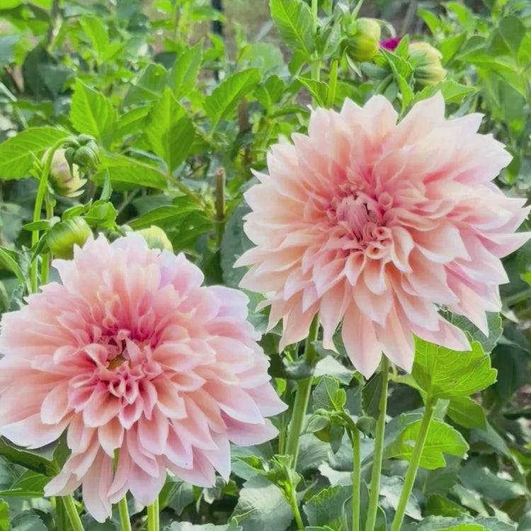 Longfield Gardens