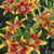 Lily Oriental Asiatic (OA) Kaveri (Spring)