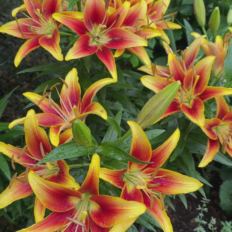 Longfield Gardens