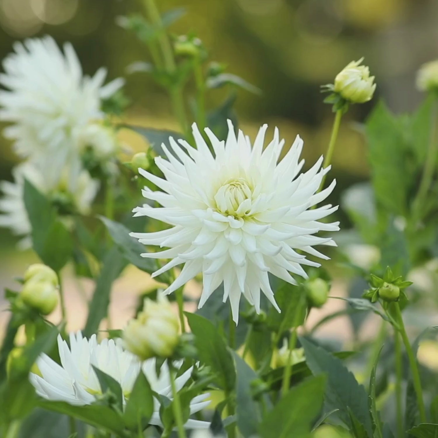 Dahlia Cactus My Love - 2 tuber clumps - Longfield Gardens