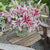 Lily Oriental Dizzy (Spring)