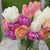 Tulip Double Late Mount Tacoma
