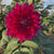 Dahlia Dinnerplate Mero Star