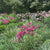 Lily Asiatic Pink County (Spring)