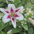 Lily Oriental Trumpet (OT) Gaucho (Spring)