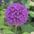 Allium Large Flowering Ambassador