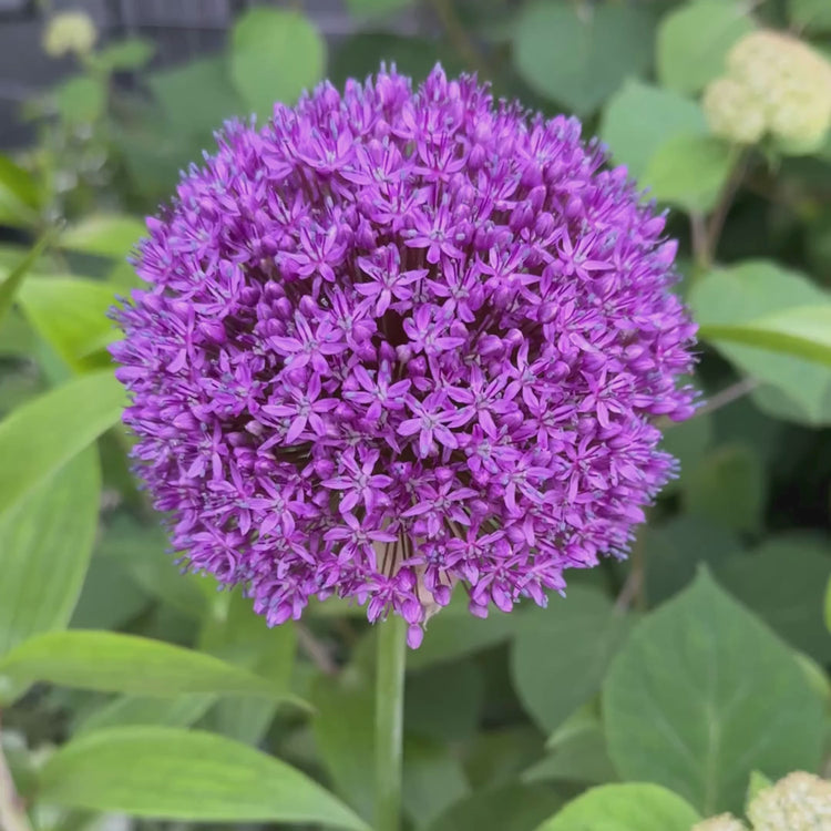 Longfield Gardens