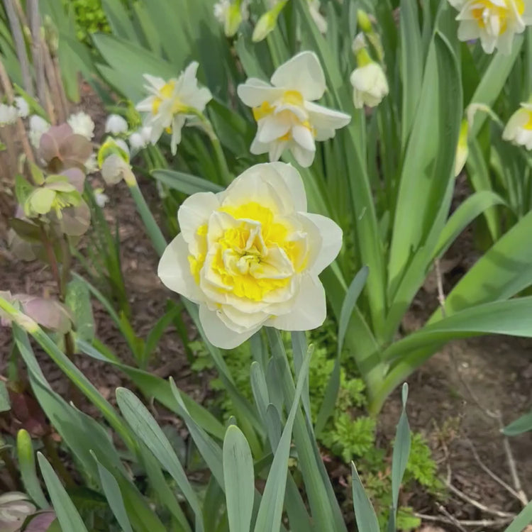 Longfield Gardens