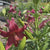 Lily Asiatic Pink Flight (Spring)