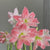 Amaryllis Double Giant Amadeus