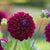 Dahlia Decorative Diva