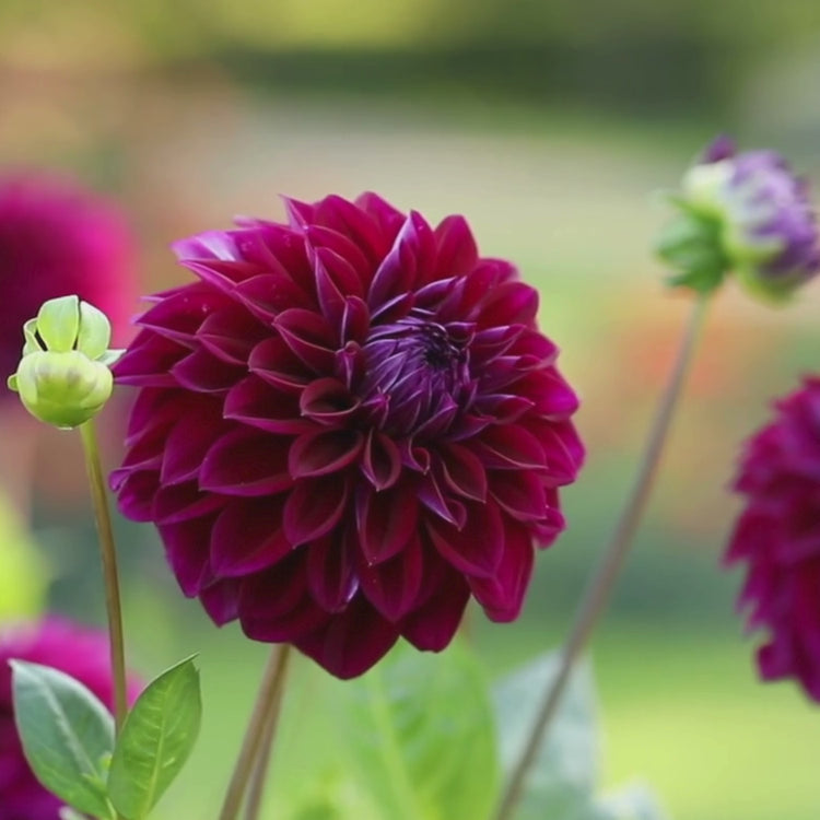 Longfield Gardens