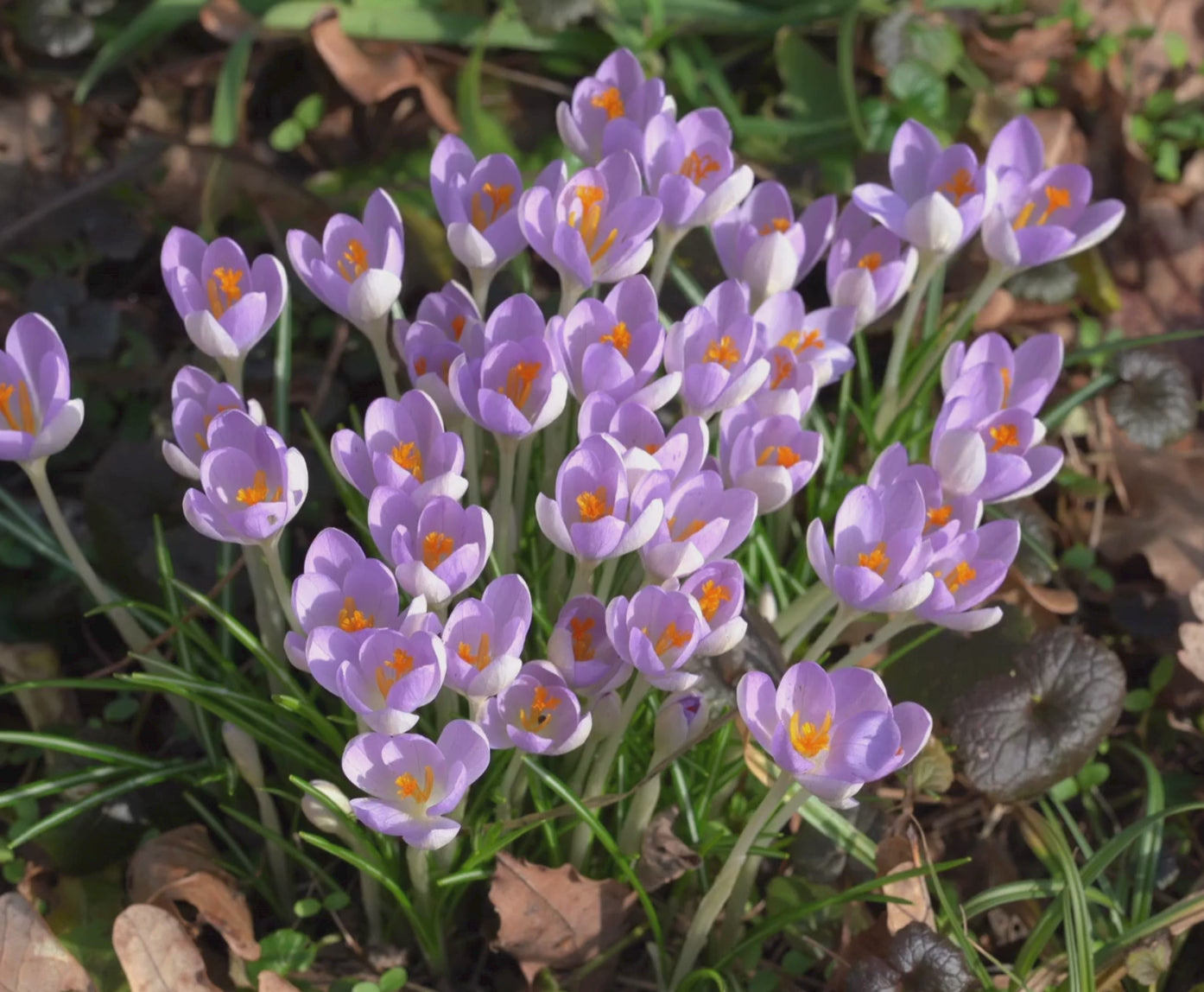 Crocus Large Flowering Jeanne D' Arc - 25 corms - Longfield Gardens