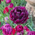 Tulip Double Late Roadstar