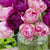 Tulip Double Late Blue Spectacle & Finola