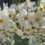 Daffodil Poeticus Actaea