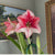 Amaryllis Single Showmaster