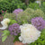 Peony Lactiflora Festiva Maxima (Spring)