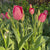 Tulip Darwin Hybrid Mystic Van Eijk