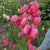 Tulip Darwin Hybrid Salmon Impression