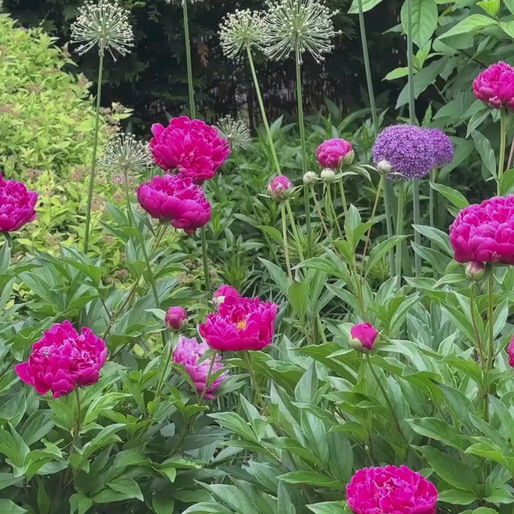 Longfield Gardens