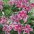 Lily Oriental Tasman (Spring)
