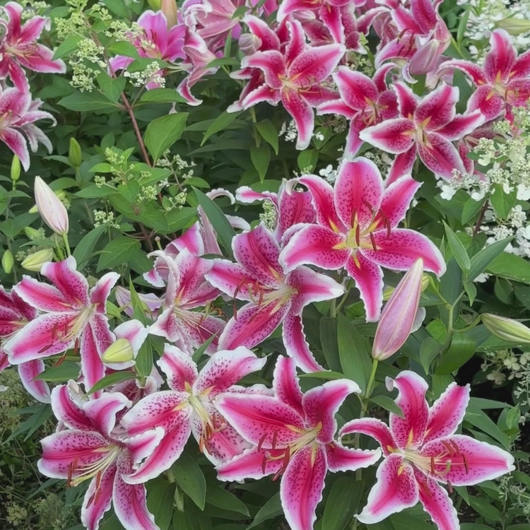Longfield Gardens