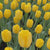 Tulip Darwin Hybrid Novi Sun