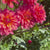 Dahlia Decorative Great Silence