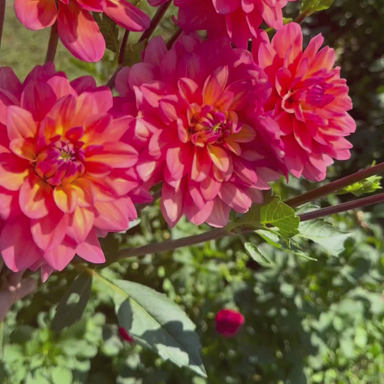 Longfield Gardens