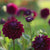 Dahlia Decorative Diva