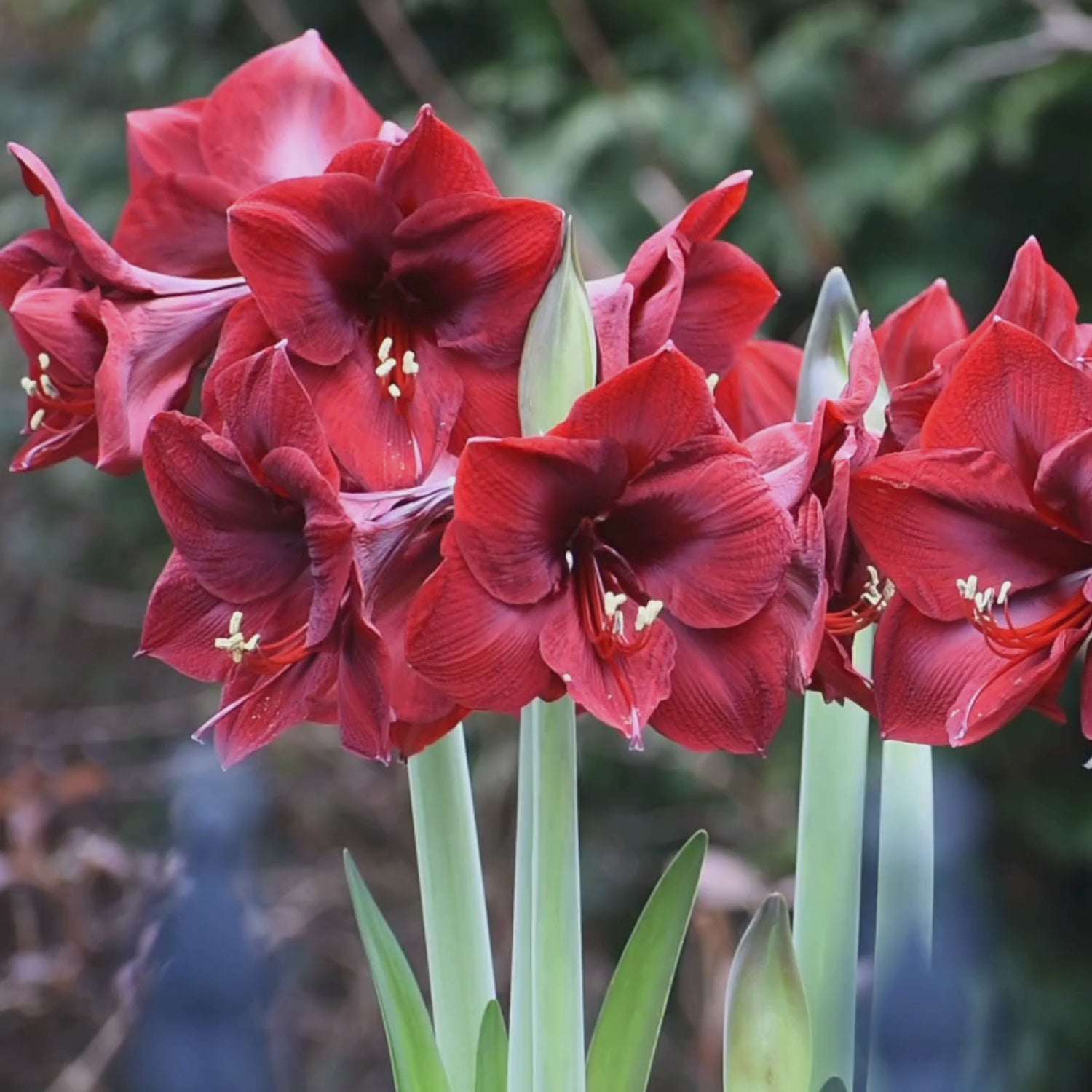 Amaryllis Single Mandela - 1 bulb - Longfield Gardens