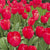 Tulip Darwin Hybrid Red Impression