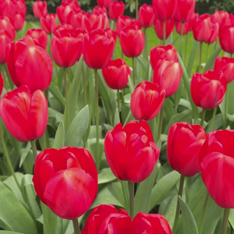 Longfield Gardens