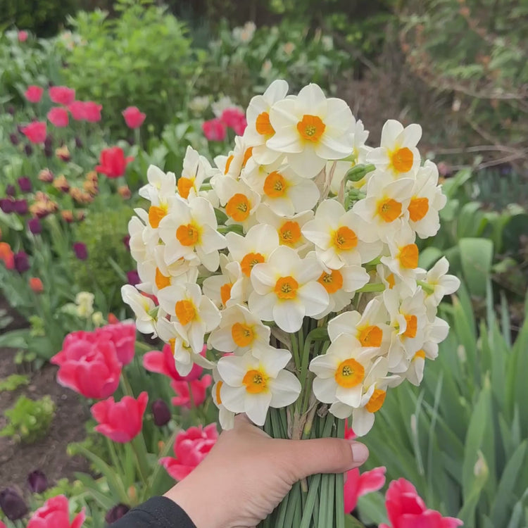 Longfield Gardens