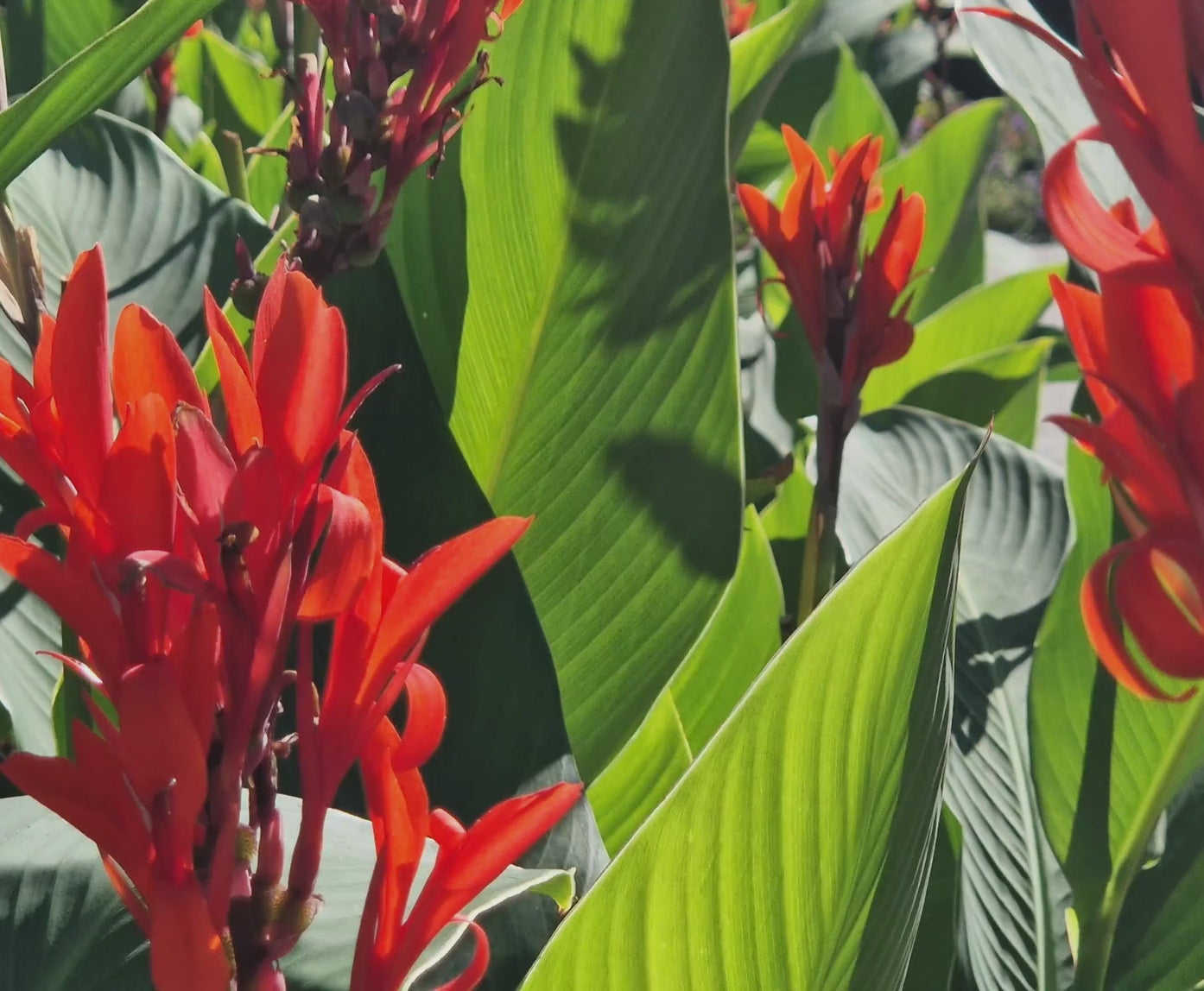 Canna Tall Tropicanna Black - 3 rhizomes - Longfield Gardens